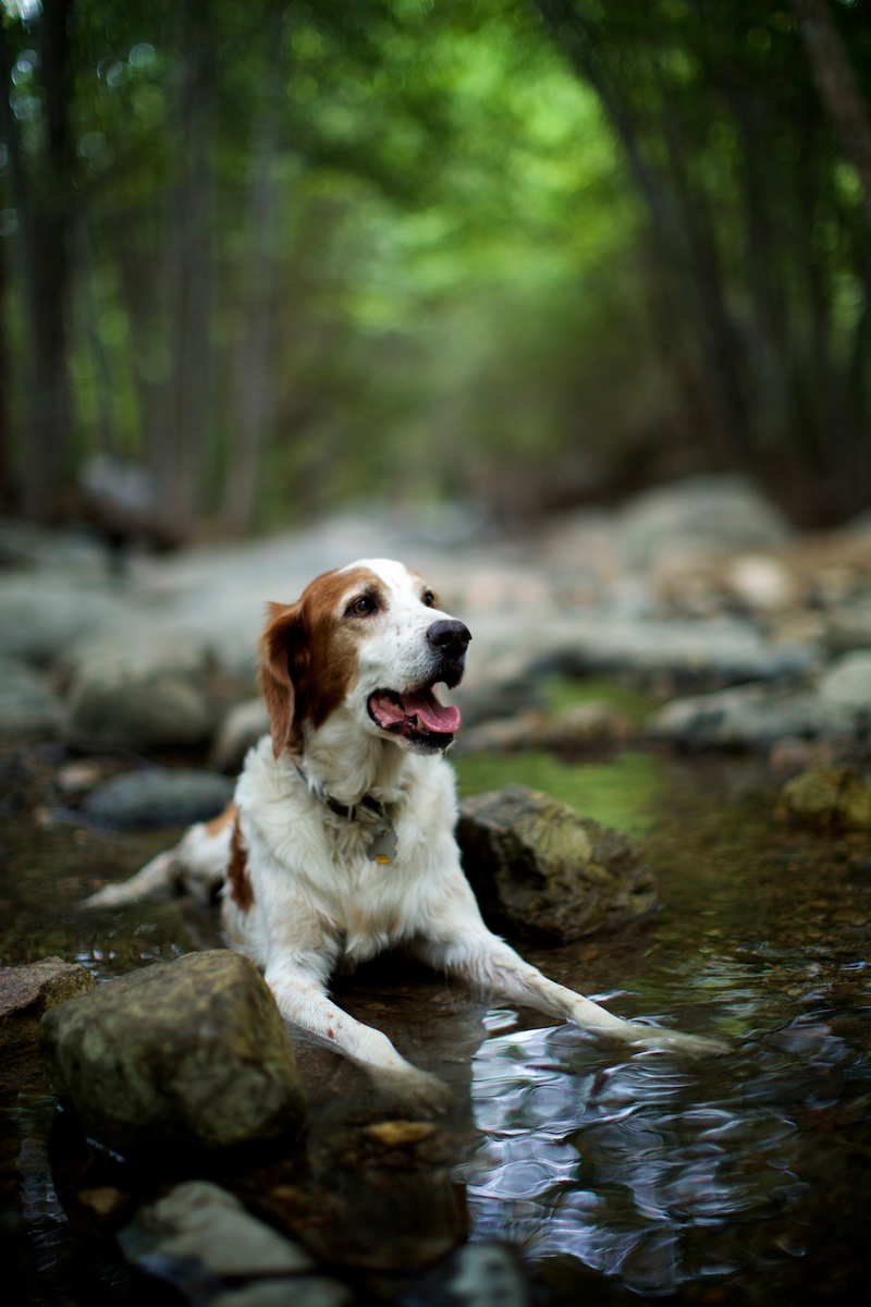 Illustration for article titled 39 *Scratchy Scratchy* Photos of Dogs